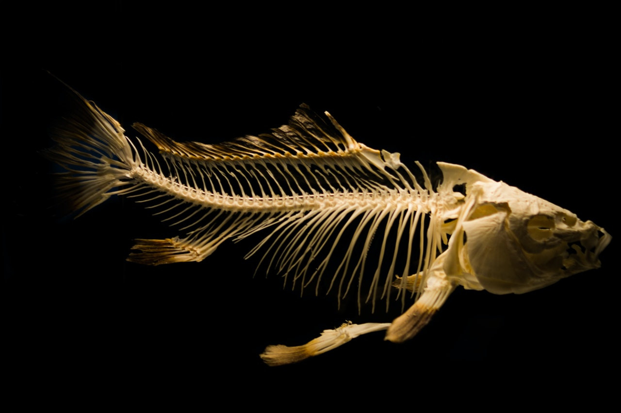 fish bones